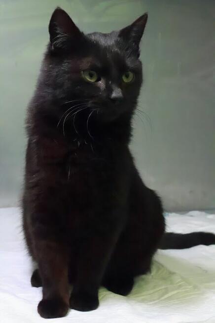 Wyjątkowa czarna piękność szuka najlepszego domu A15/189