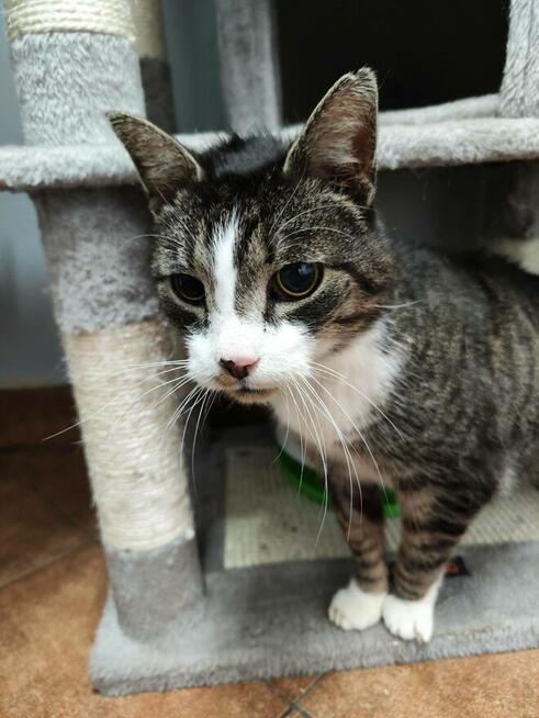 Koci senior Tygrysek szuka domu!