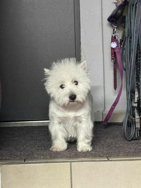 West highland white terrier