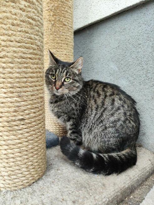 Młoda zjawiskowa kotka Fiołka