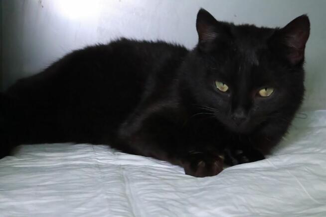 Wyjątkowa czarna piękność szuka najlepszego domu A15/189