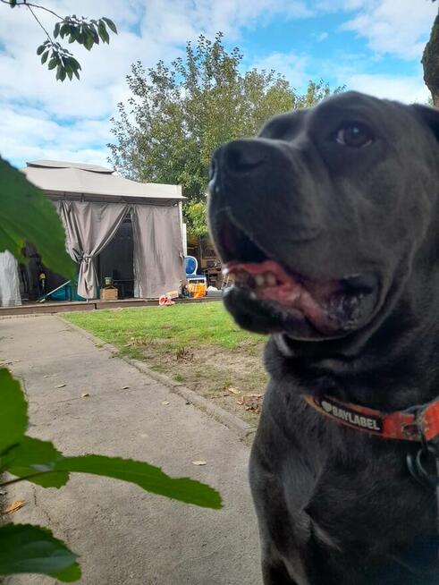 Wyjątkowa działka ROD Międzylesie | domek 35 m² | 400 m²