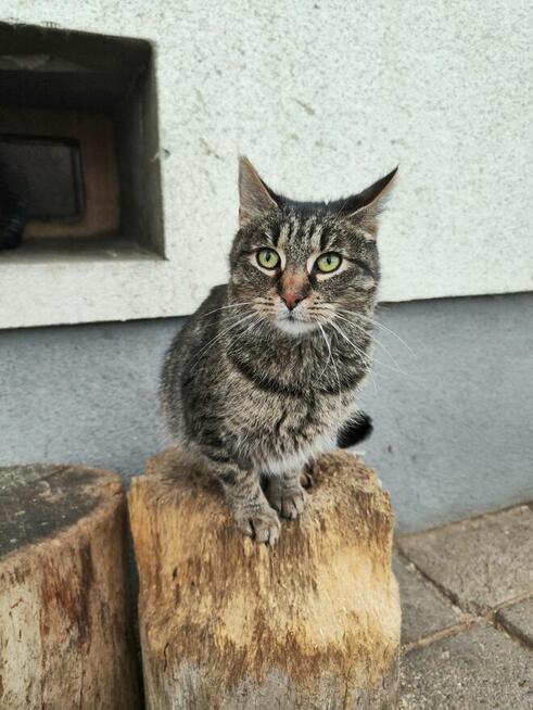 Młoda zjawiskowa kotka Fiołka