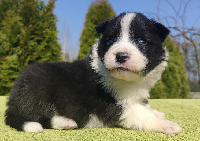 BORDER COLLIE, klasyk z dokumentami