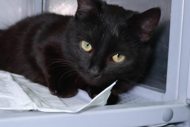 Wyjątkowa czarna piękność szuka najlepszego domu A15/189