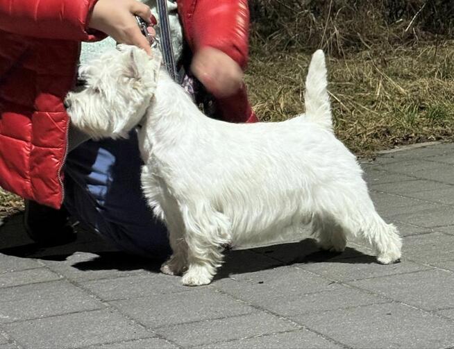 West highland white terrier