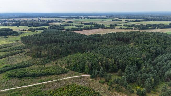 Działki w lesie 40 min od Wrocławia – od 39 900 zł!