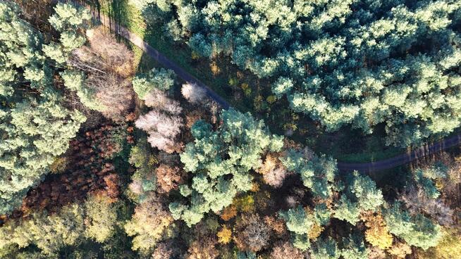 Działki w lesie 40 min od Wrocławia – od 39 900 zł!