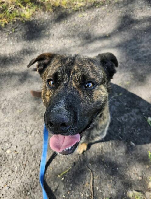 Aktywny psiak Berek szuka domu!