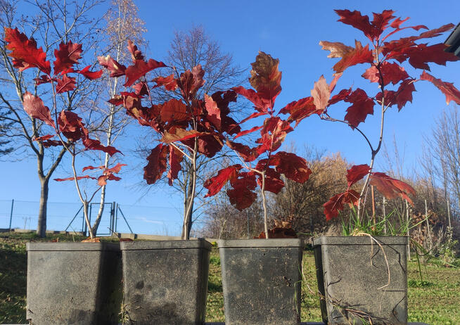 Sadzonki w doniczkach - dąb czerwony / Quercus rubra, hod. o