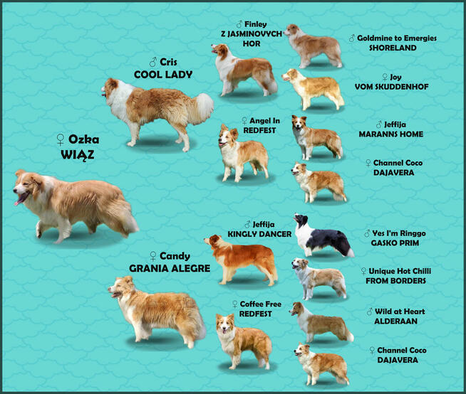 BORDER COLLIE, klasyk z dokumentami