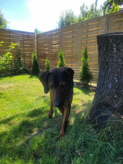 Wyjątkowa działka ROD Międzylesie | domek 35 m² | 400 m²