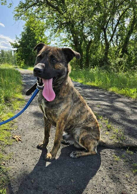 Aktywny psiak Berek szuka domu!