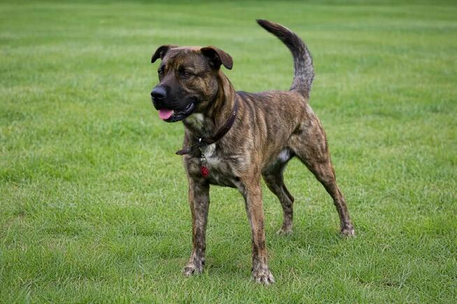 Aktywny psiak Berek szuka domu!