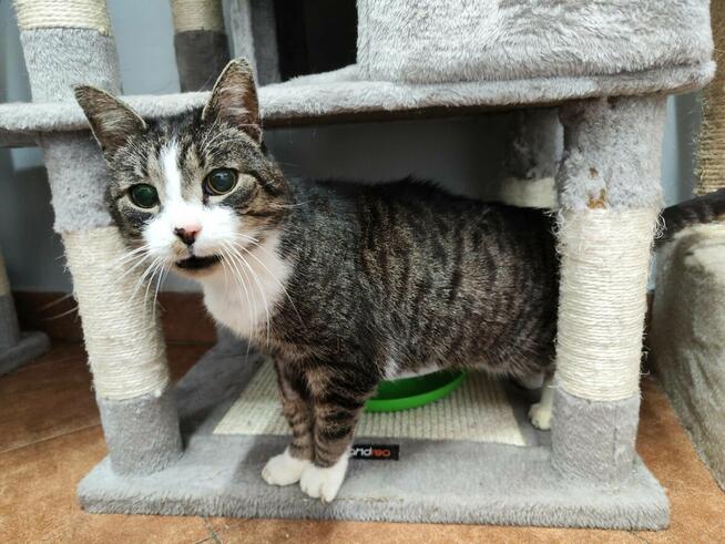 Koci senior Tygrysek szuka domu!