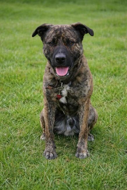 Aktywny psiak Berek szuka domu!