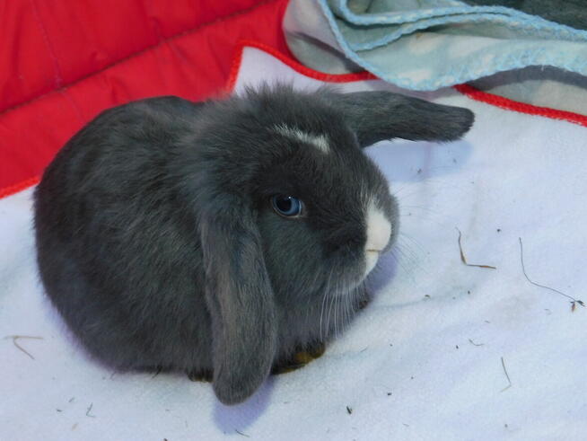 Niebieskie baranki mini lop