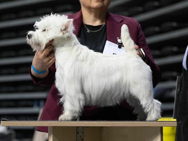 West highland white terrier