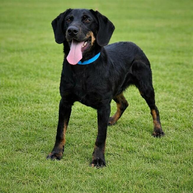 7-miesięczny energiczny Cywil