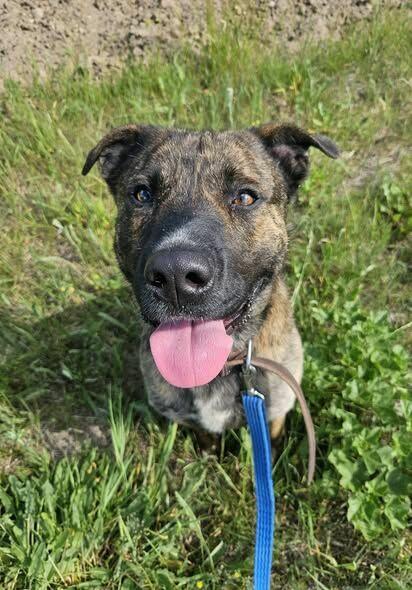 Aktywny psiak Berek szuka domu!