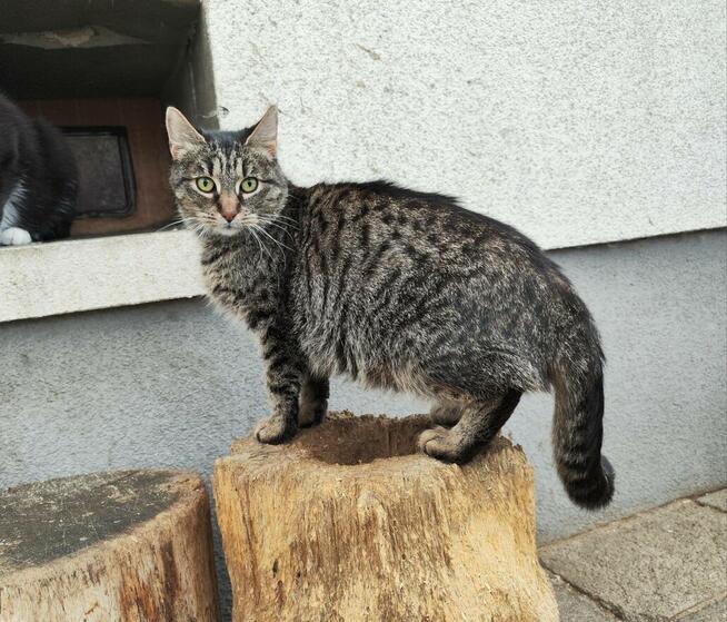 Młoda zjawiskowa kotka Fiołka