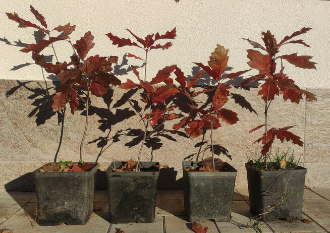 Sadzonki w doniczkach - dąb czerwony / Quercus rubra, hod. o