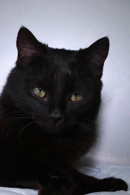 Wyjątkowa czarna piękność szuka najlepszego domu A15/189