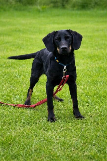 7-miesięczny energiczny Cywil