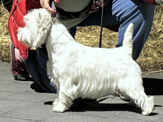 West highland white terrier