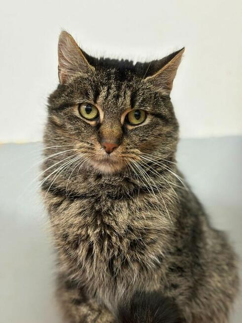 Młoda zjawiskowa kotka Fiołka