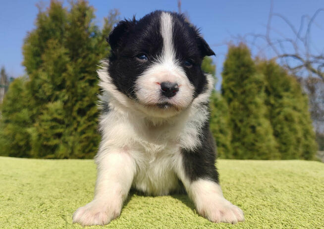 BORDER COLLIE, klasyk z dokumentami