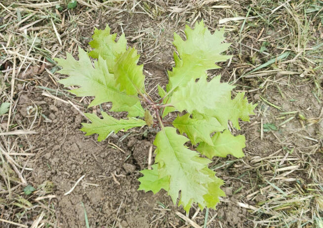 Sadzonki w doniczkach - dąb czerwony / Quercus rubra, hod. o