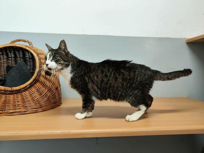 Koci senior Tygrysek szuka domu!