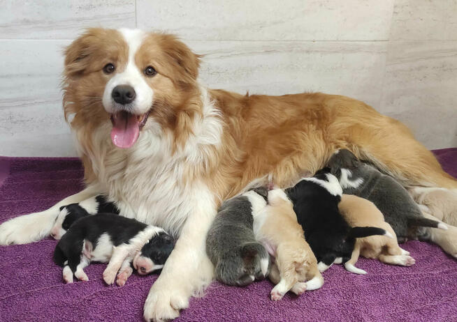 BORDER COLLIE, klasyk z dokumentami