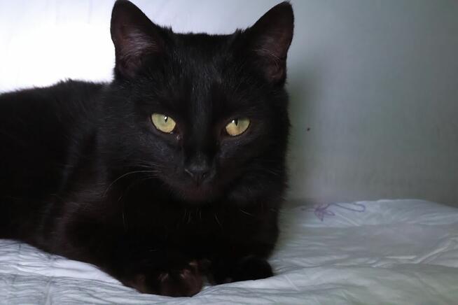 Wyjątkowa czarna piękność szuka najlepszego domu A15/189