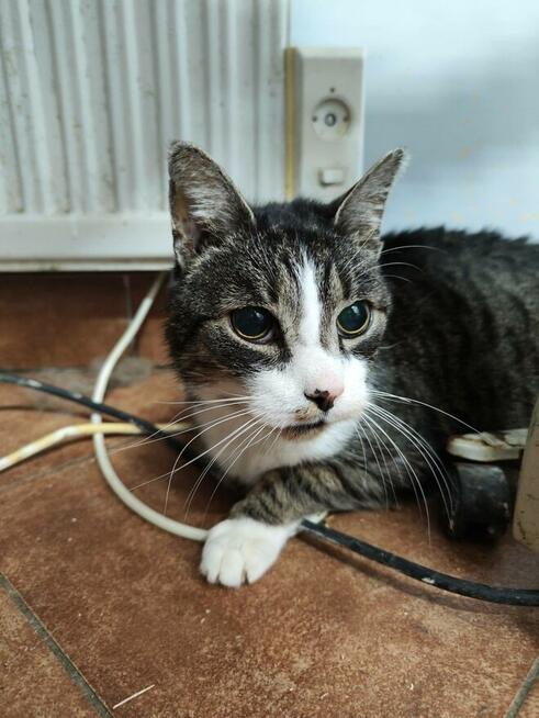 Koci senior Tygrysek szuka domu!