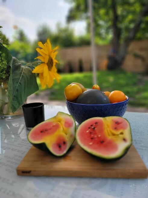 Wyjątkowa działka ROD Międzylesie | domek 35 m² | 400 m²