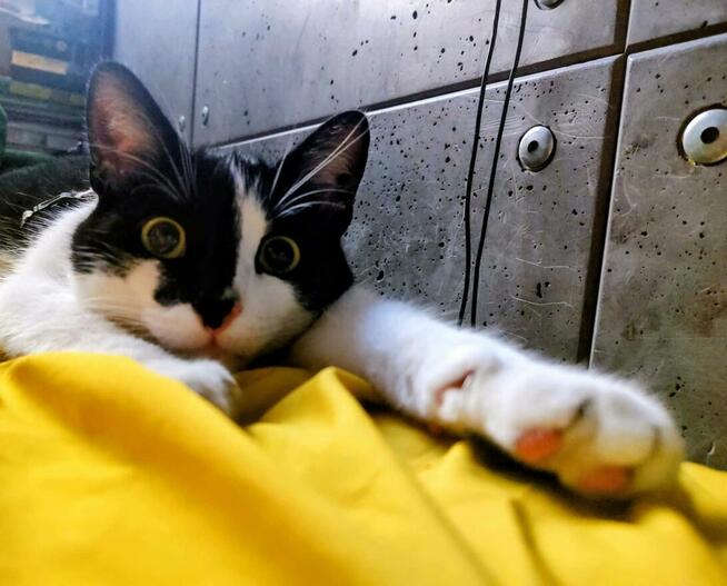 Wyjątkowa działka ROD Międzylesie | domek 35 m² | 400 m²