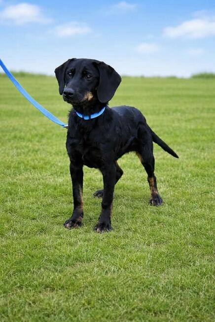 7-miesięczny energiczny Cywil