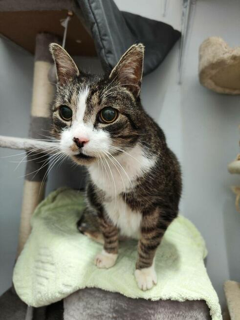 Koci senior Tygrysek szuka domu!