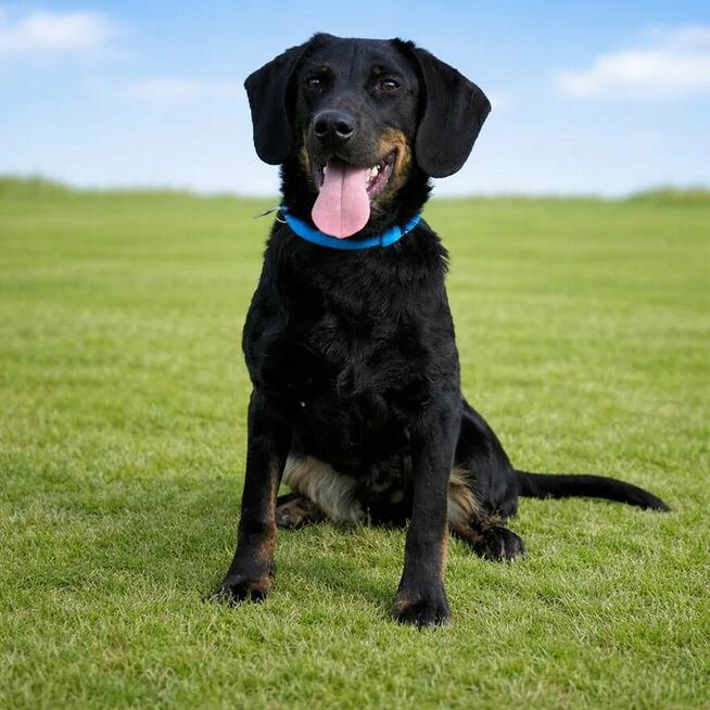 7-miesięczny energiczny Cywil