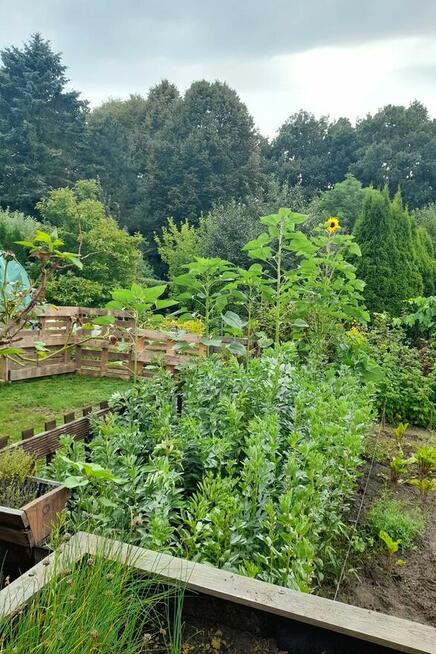 Wyjątkowa działka ROD Międzylesie | domek 35 m² | 400 m²