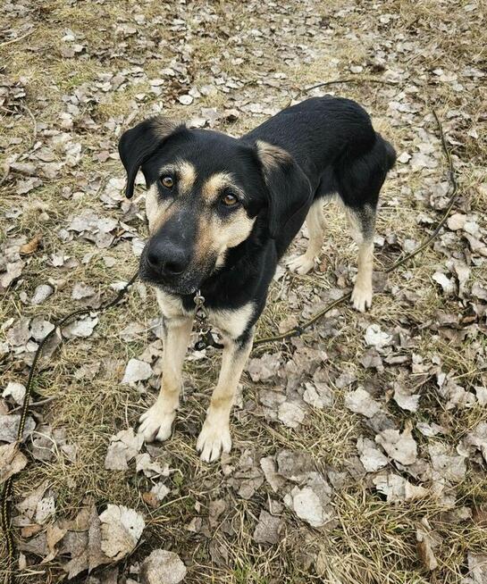 Cukierek – psiak do schrupania