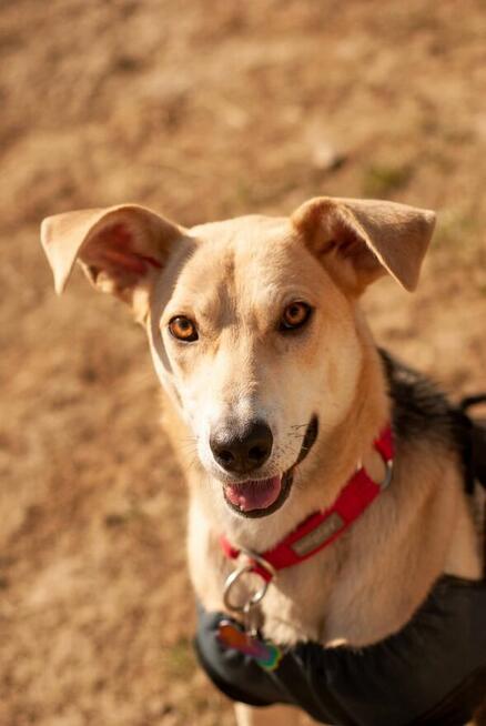 Kochana pełna życia sunia poleca się do adopcji