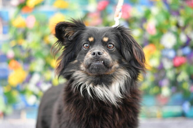 Zjawiskowa Pixi szuka rodzinki do pokochania!