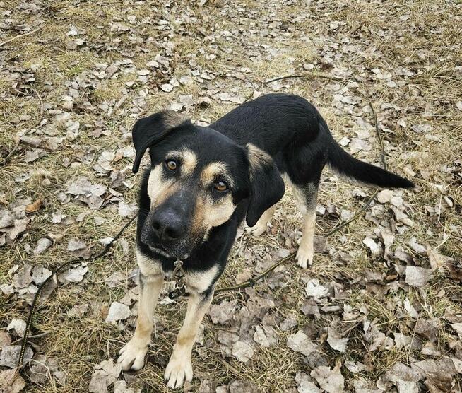 Cukierek – psiak do schrupania