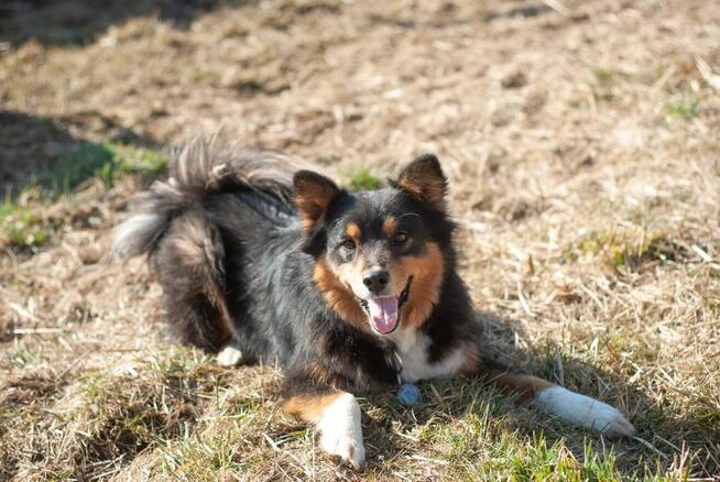 Uśmiechnięty pogody psiak marzy o spokojnym domu