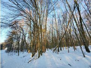Nieruchomość leśna (Sokół, gm. Sobolew)