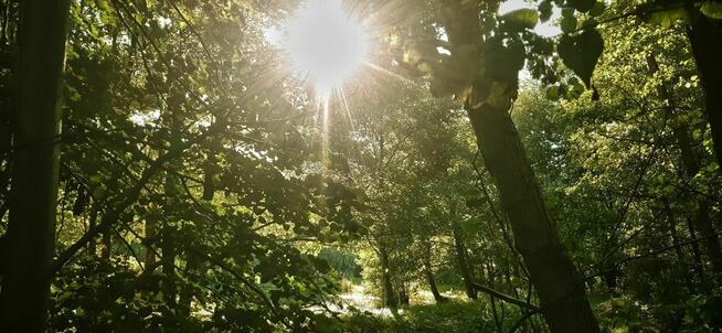 Działka budowlana z widokiem na stawy blisko jeziora i morza