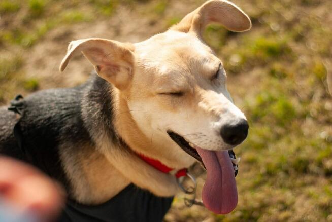 Kochana pełna życia sunia poleca się do adopcji